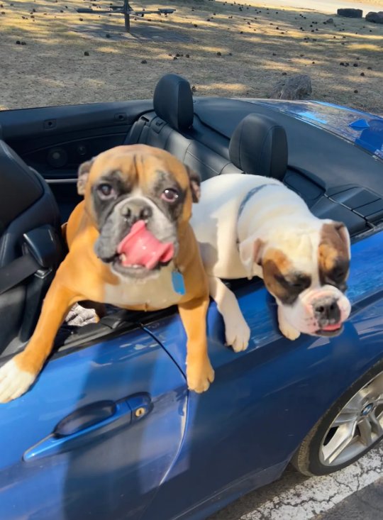 Two happy boxer dogs lounging on a blue convertible at the Riverwoods Coffee drive-thru