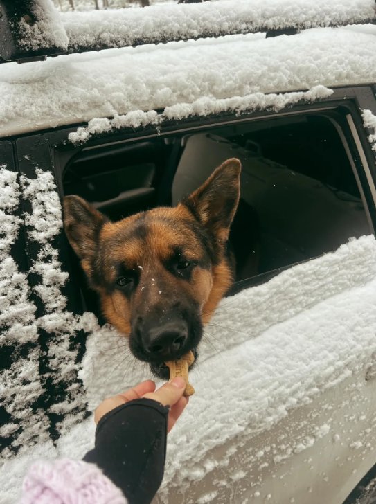 A German shepherd leaning out a snow-covered car window to take a dog treat at the Riverwoods Coffee drive-thru